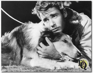 June Lockhart, Laddie (één van Lassie's pups) en Peter Lawford in "Son of Lassie" (1945).